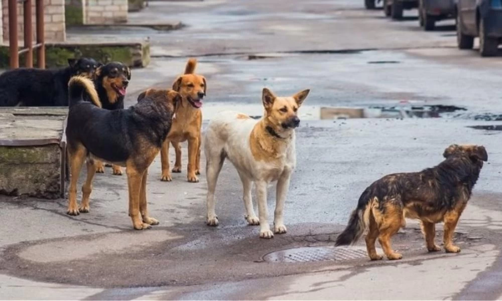 Θεσσαλονίκη: Αδέσποτα σκυλιά επιτέθηκαν και τραυμάτισαν δυο ηλικιωμένους